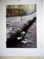 flower standing alone on the street