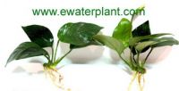 Aquarium plant and Pond plant