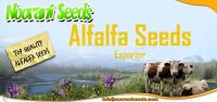 Sell: ALFALFA (Lucerne Medicago Sativa) SEEDS