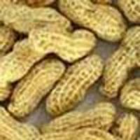 Groundnut in Shell