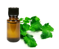 CORIANDER ESSENTIAL OIL