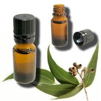 EUCALYPTUS GLOBULUS  ESSENTIAL OIL