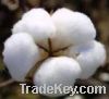 Sell Uzbek Cotton