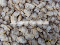 Sell Frozen boiled varicolored clam meat