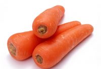 Sell Vietnamese fresh carrot