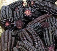 Sell Peruvian Purple Corn