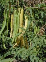 Organic Mesquite Powder (Prosopis pallida)