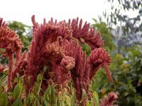 Organic Amaranth Grains (Amaranthus caudatus)