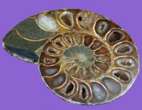 Sell ammonite fossil