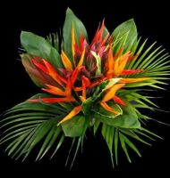 Sell Tropical Flowers