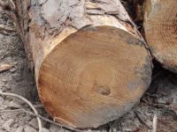 Sell Pulp Logs Grade, Spruce Pine of Canada, North of America, Russia