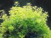 Sell Trberculate Speranskia Herb
