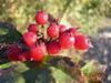 Sell Rose Hip Extract