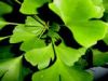 Sell Ginkgo Leaf Extract