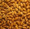 Soft Red Wheat (USA)