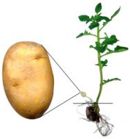 Sell Potato