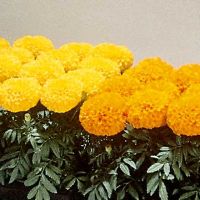 Sell Marigold Flower Extract