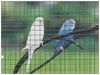 Sell Fence netting