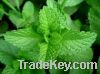 Sell pepper mint