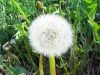 Sell Dandelion Root Extract