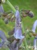 Sell Salvia Miltiorrhiza Extract