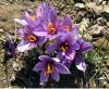 Sell Saffron Extract Crocus sativus L
