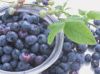 Sell Blueberry Extract Anthocyanosides Anthocyanidin25%