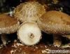 Sell Shitake Mushroom Extract