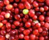 Sell Cranberry Extract