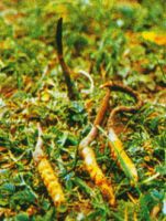 Sell Cordyceps sinensis Extract