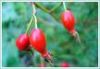 Sell Rose hip Extract