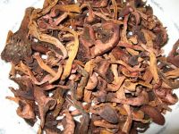 Sell:pine mushroom-purely wild and unique to Northeast China