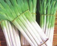 Sell scallion(Chinese green onion), fresh vegetable