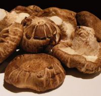Sell Shiitake Mushrooms