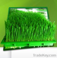 Wheat Grass Powder