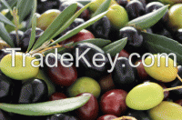 sell all kind ok  olives