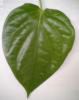 Sell Betel Leaf