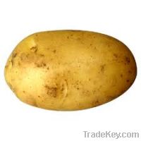 Sell potato