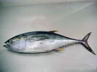 SELL: SKIPJACK TUNA