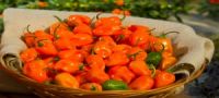 Fresh Organic Habanero Chili Pepper