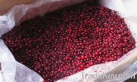 Sell frozen lingonberry