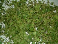 Sell Gymnema Sylvestris