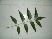 Sell neem leaf powder at USD 0.80 Kg