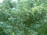 Sell  Albizia  Amara