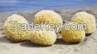 Natural Sponges