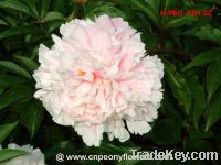 Sell Chinese pink peony