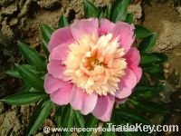 Sell Chinese multi-colored peony