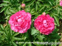 Sell Chinese double purple peony