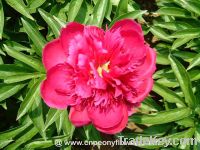Sell Chinese red herbaceous peony