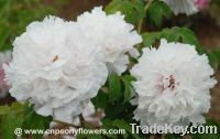 Sell Chinese double white tree peony